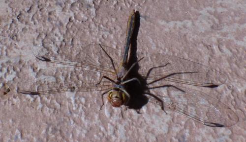 Sympetrum sp.